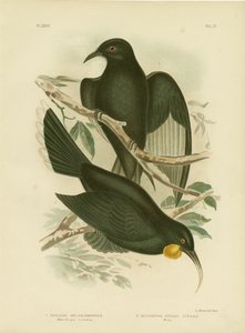 White-Winged Corcorax, 1891